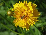 Coreopsis Double Bee 